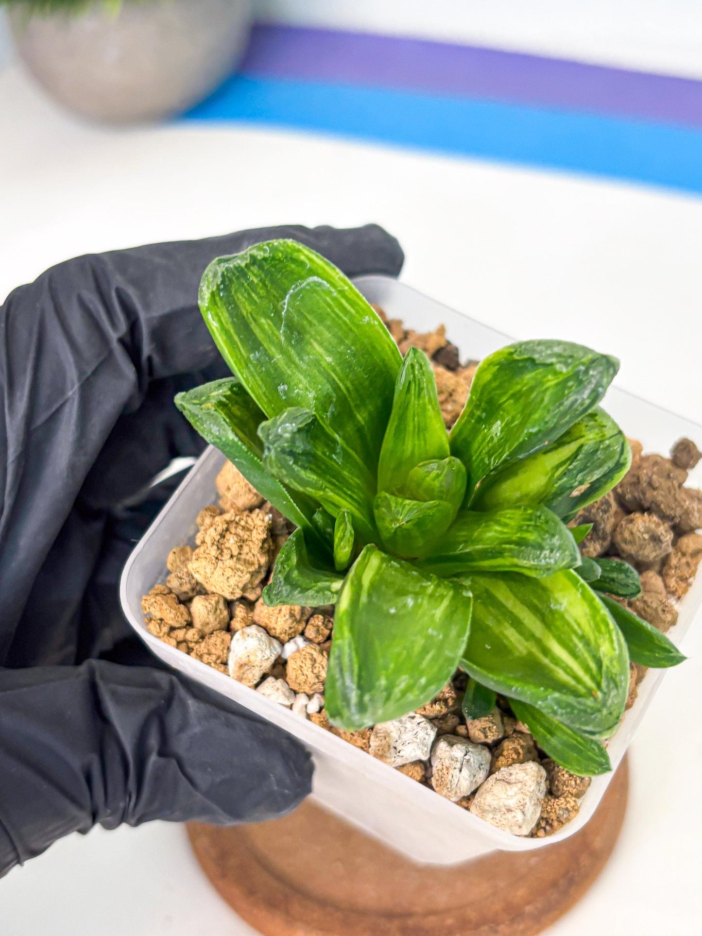 Haworthia Miho Var (wa4) (r5) | Rare Succulent