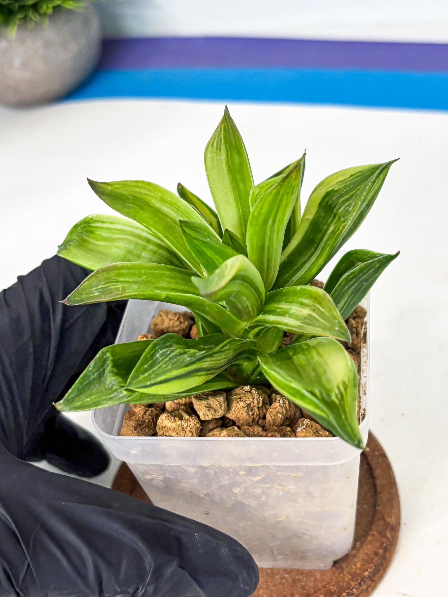 Haworthia Giant Lime Green (wa4) (y2) | Easy Care Succulent