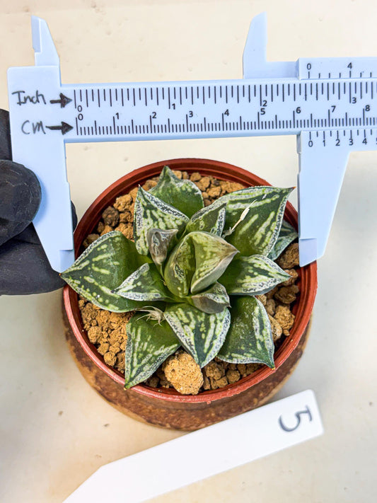 Haworthia Dojakudai Cobbledon (wa4) (y5) | Easy Care Succulent