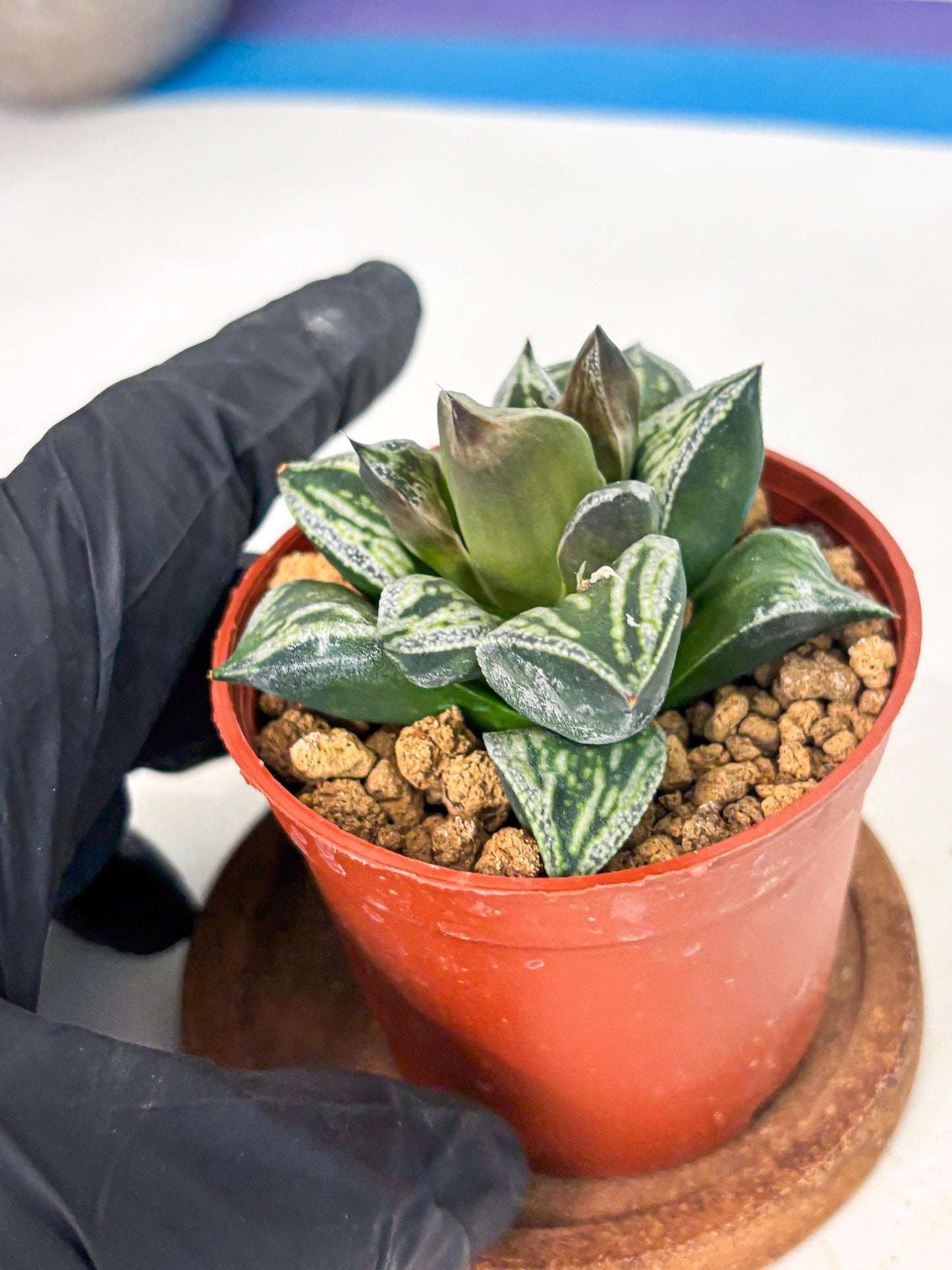 Haworthia Dojakudai Cobbledon (wa4) (y5) | Easy Care Succulent