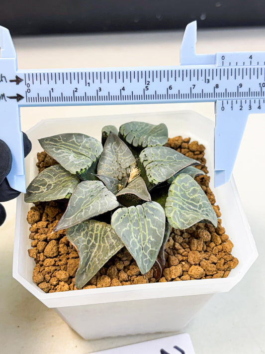 MATURE Haworthia Sjuijig (wa) (2) | Taiwan Import
