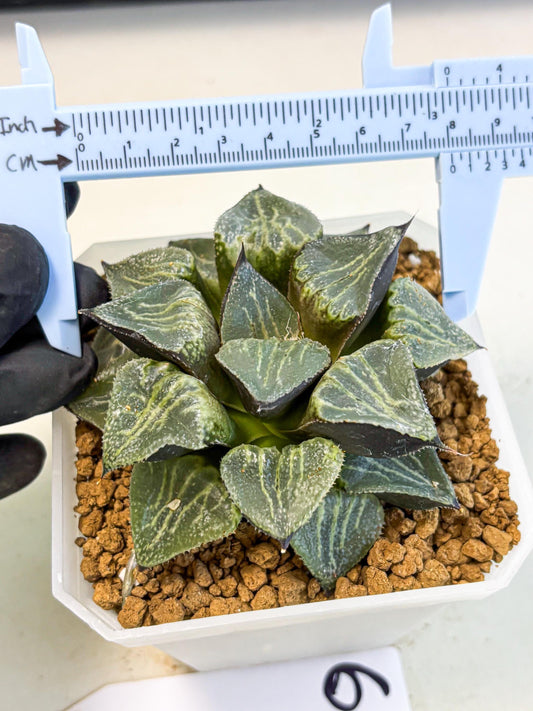MATURE Haworthia Chun Hei Ju (wa) (6) | Taiwan Import