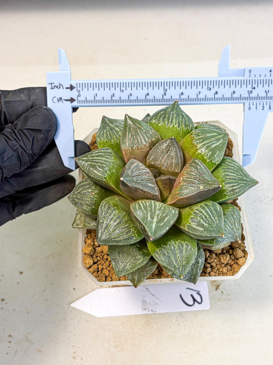 MATURE Haworthia Picta (wa) (13) | Rare Succulent