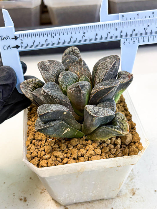 MATURE Haworthia Mordor (wa) (15) | Rare Succulent
