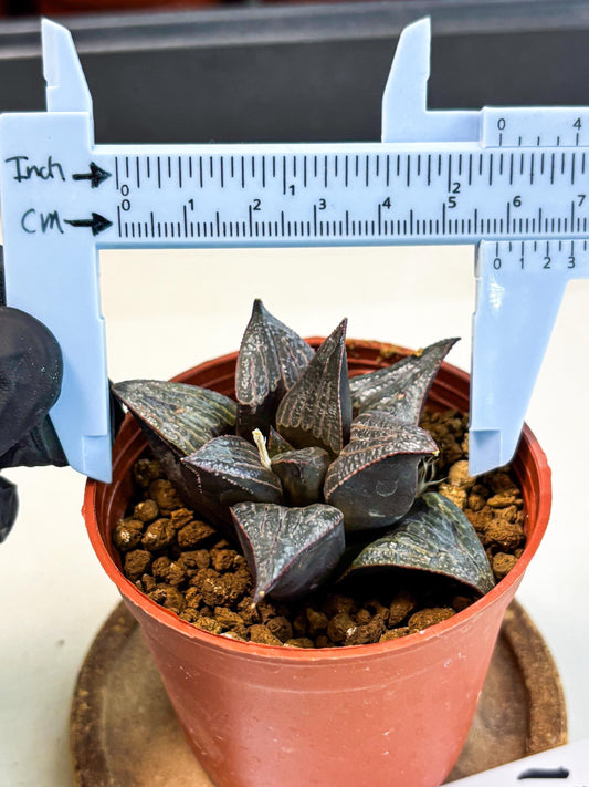 Haworthia 950 Splendens x Badia (wa5) (r15) | Hong Kong Import