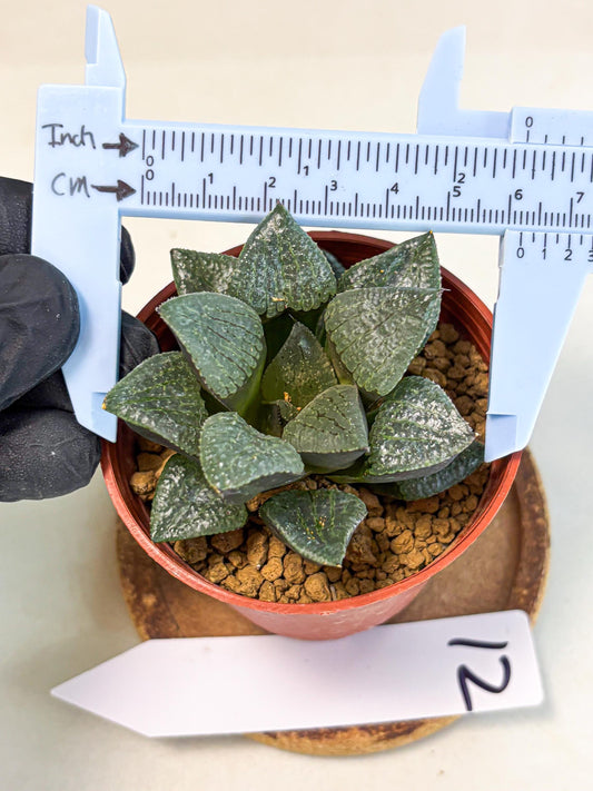 Haworthia Xianggua Dao (wa5) (b12) | Rare Import