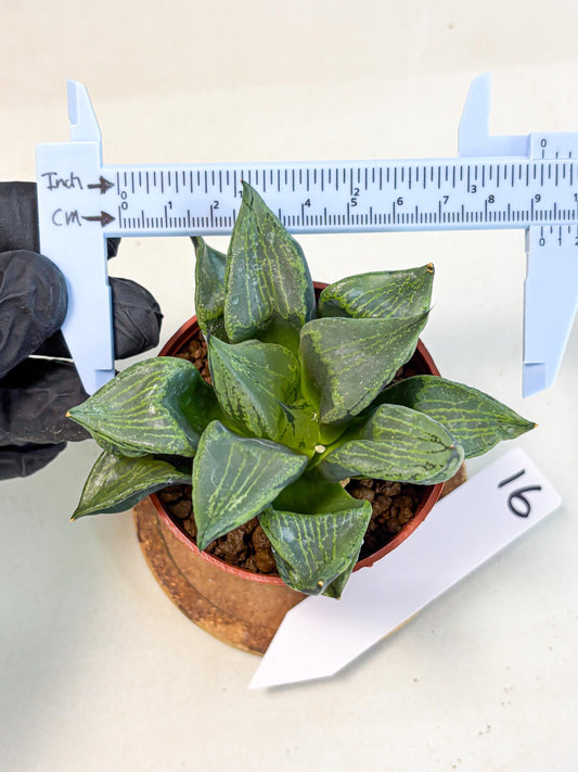 Haworthia Bing Cheng (wa5) (p16) | Rare Import