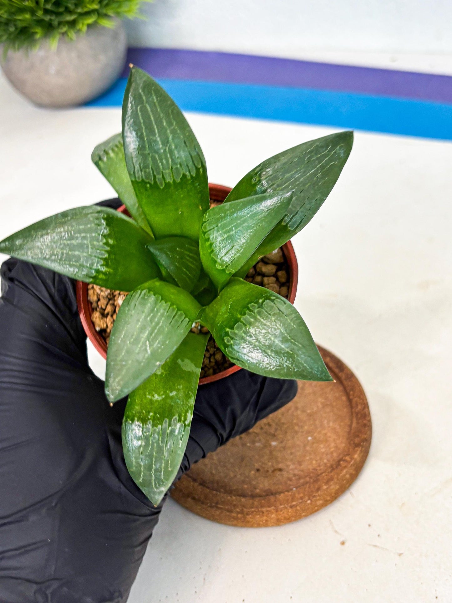 Haworthia Afang Gong (wa6) (y13) | Rare Import