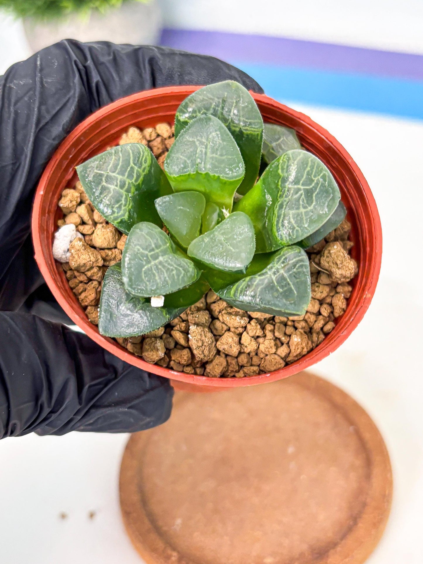 Haworthia Xiangyun (wa6) (y17) | Rare Import