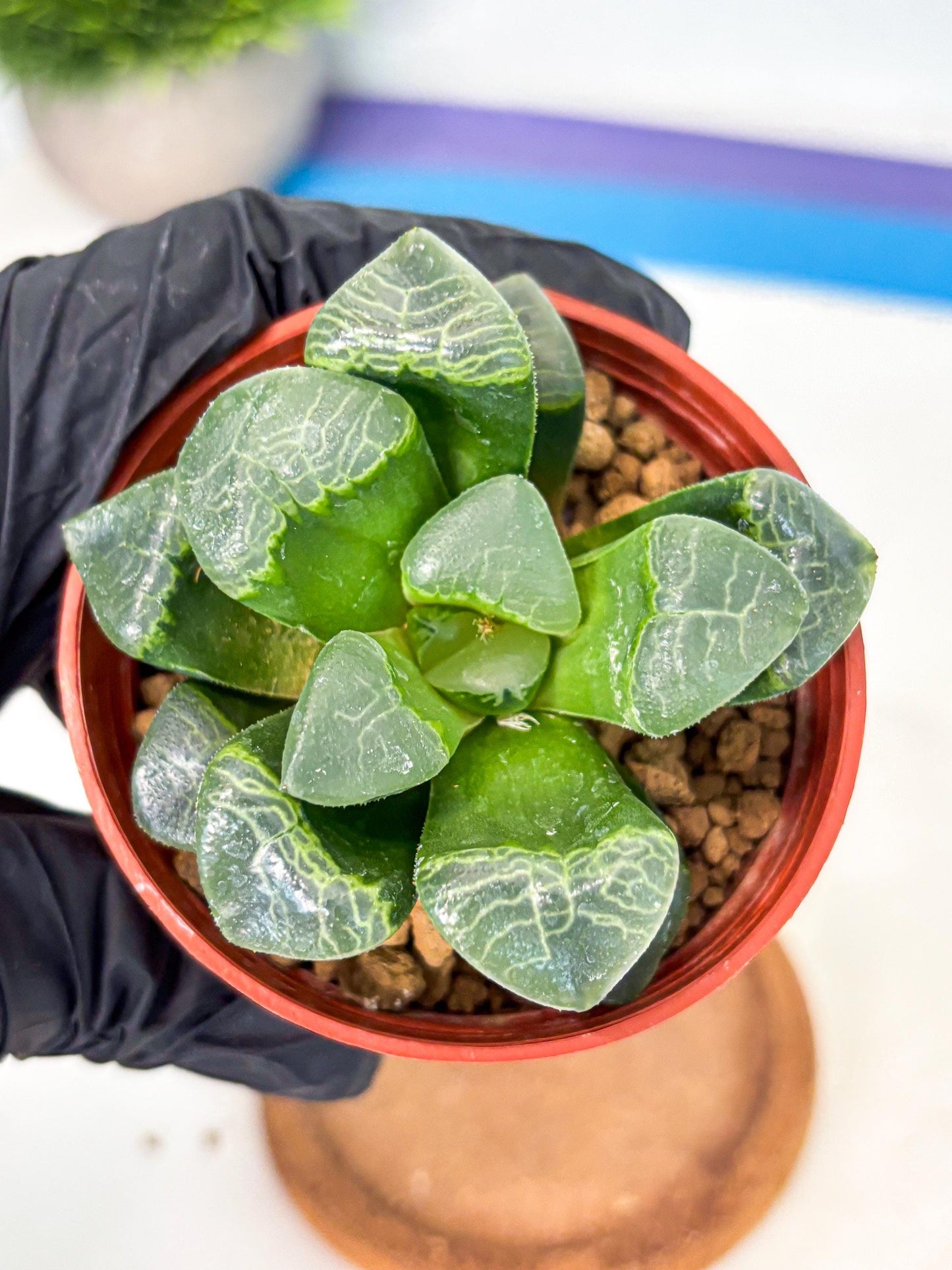 Haworthia Xiangyun (wa6) (y18) | Rare Import