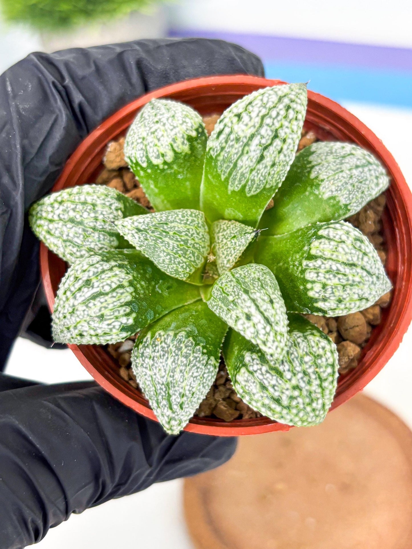 Haworthia Baiyin (wa6) (b17) | Rare Import
