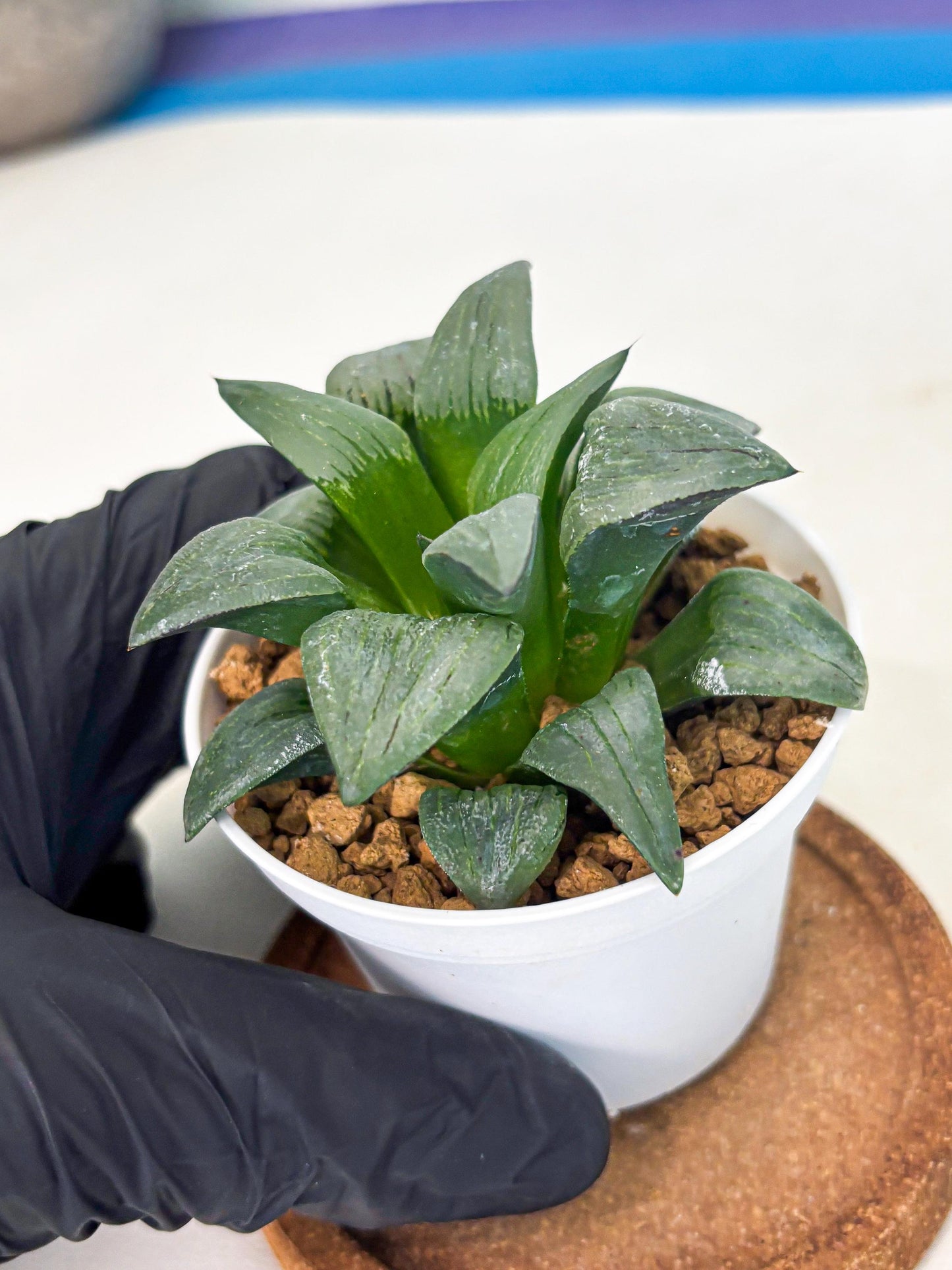 Haworthia Shuten-doji (wa6) (g16) | Rare Import