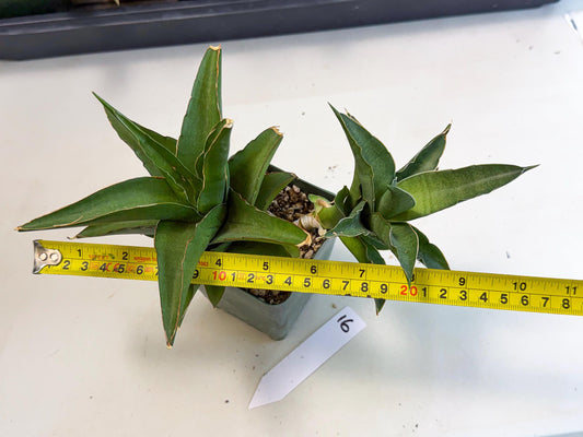 Sansevieria Maya (xL1) (16) | sale