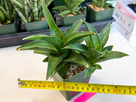 Sansevieria Maya (xL2) (p) | sale