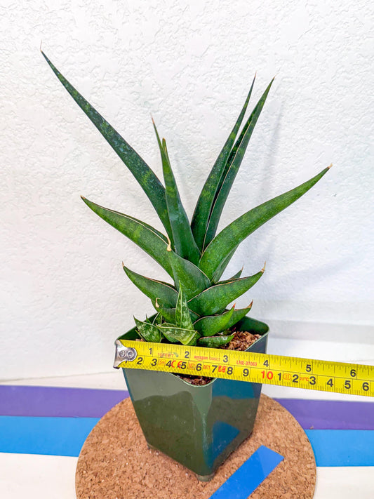Sansevieria Prabu (xl2) (b) | Rare Snake Plant