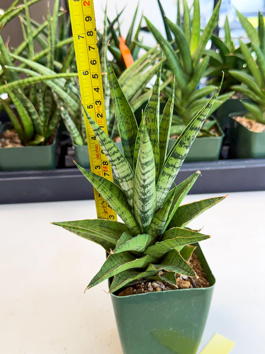 Sansevieria Snow Flake (xl2) (y) | Imported Hybrids