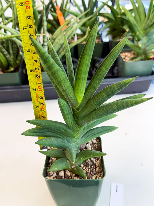 Sansevieria Virdi lisciu (xl2) (1) | Rare Hybrids