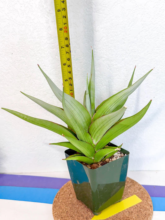 Sansevieria Bai bid (xL3) (y) | Imported Sansevieria