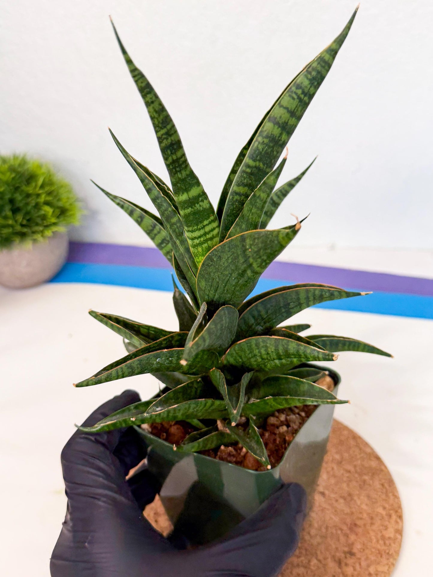 Sansevieria Sindoro (xl3) (b) | Imported House Plants