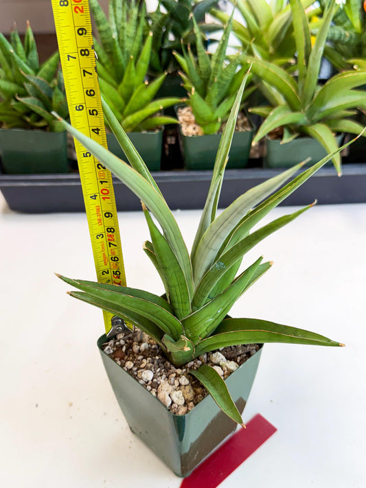 Sansevieria Bai Bid (xl3) (r) | Imported Plant