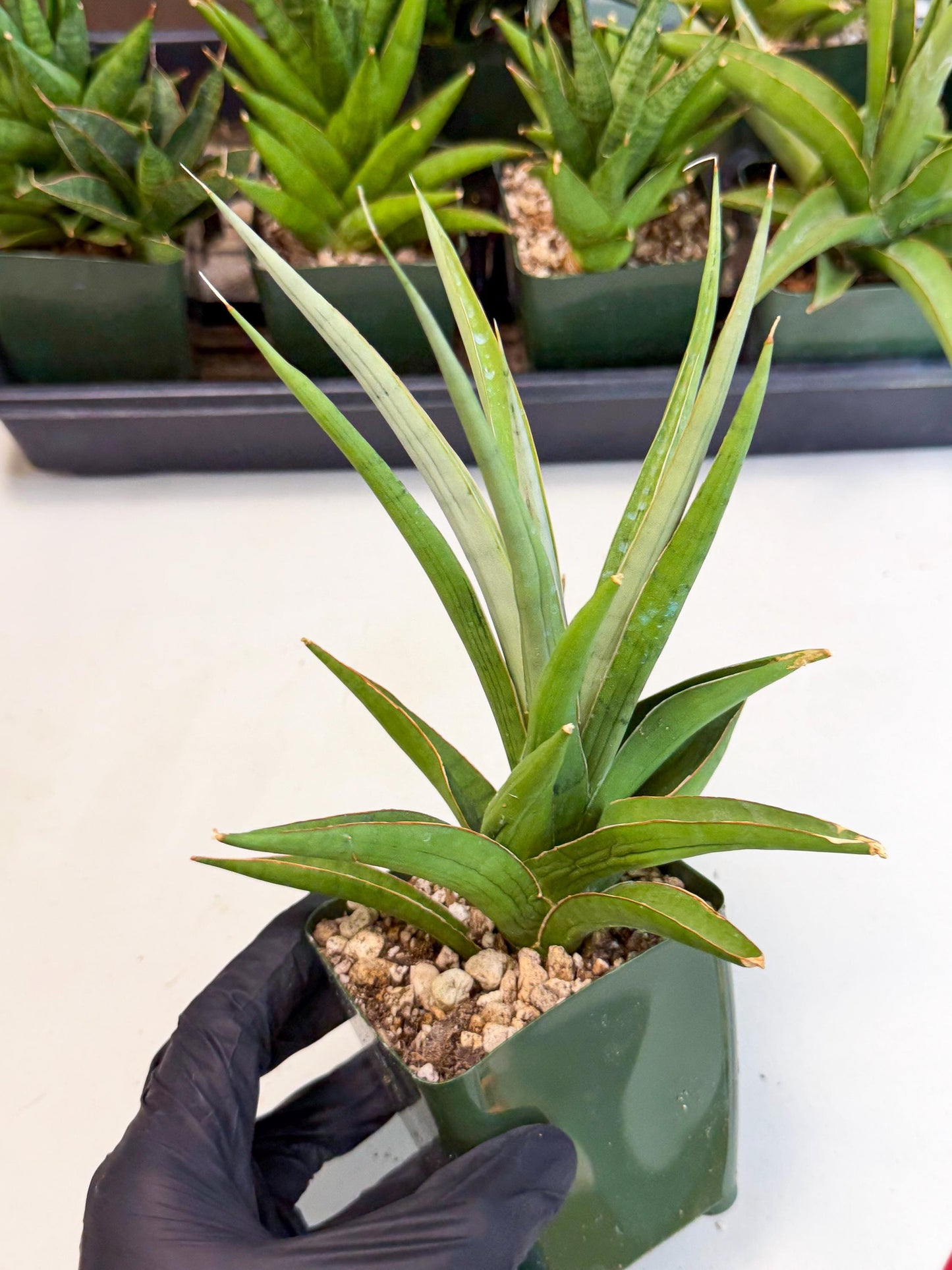 Sansevieria Bai Bid (xl3) (r) | Imported Plant