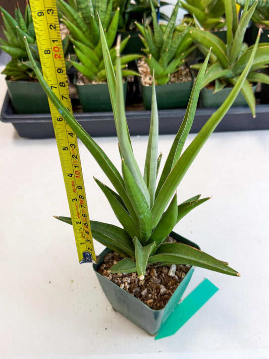 Sansevieria Bai Bid (xl3) (g) | Imported Plant