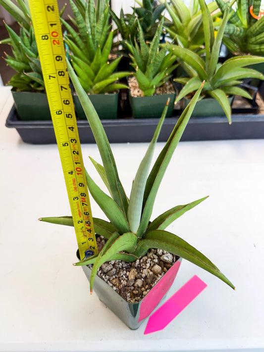 Sansevieria Bai Bid (xl3) (p) | Imported Plant