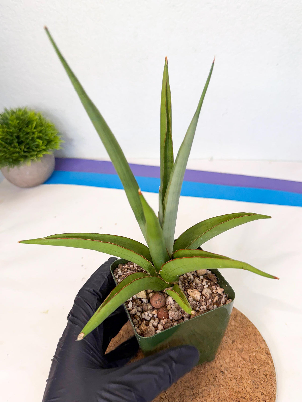 Sansevieria Bai Bid (xl3) (p) | Imported Plant
