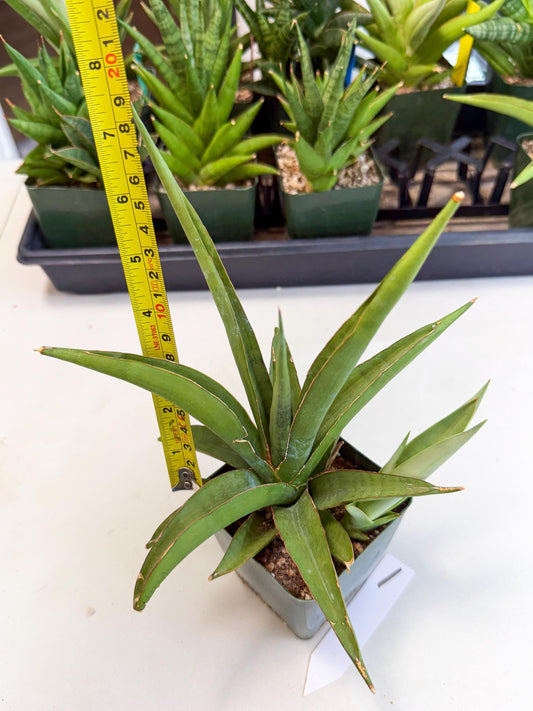 Sansevieria Bai Bid (xl3) (1) | Imported Plant