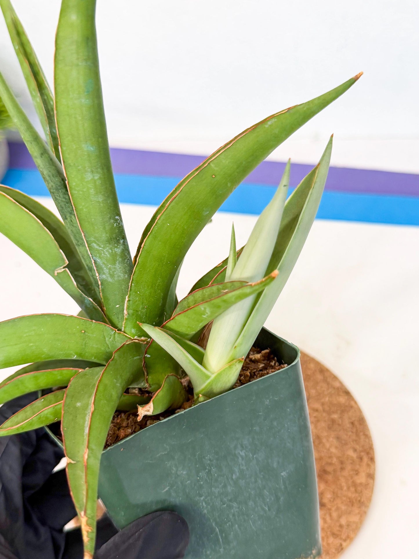 Sansevieria Bai Bid (xl3) (1) | Imported Plant