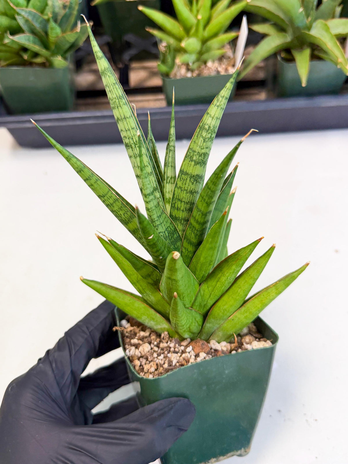 Sansevieria Rock Man (xl3) (3) | Rare Hybrids