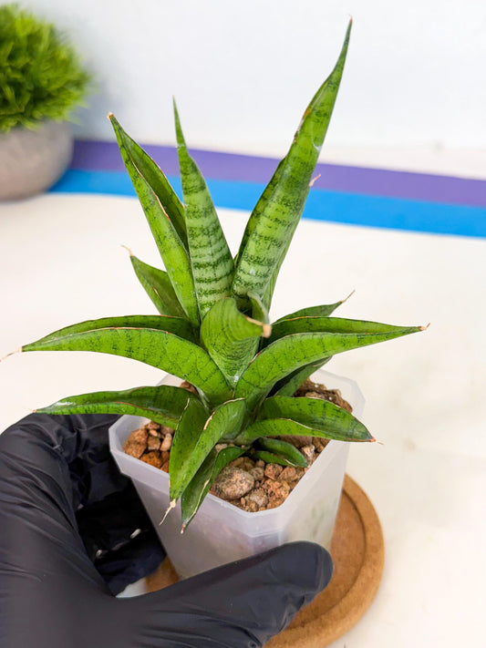 Sansevieria Soursop (ca1) (y) | Rare Import
