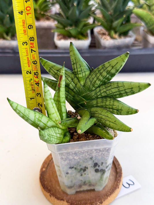 Sansevieria Mini Gold (ca1) (3) | Rare Hybrids