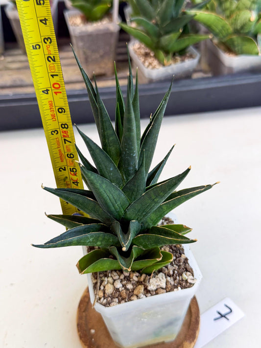 Sansevieria Boo (Ca1) (7) | Imported Plant