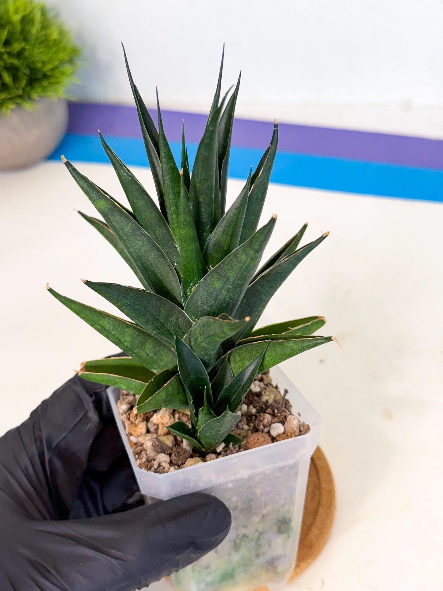 Sansevieria Boo (Ca1) (8) | Imported Plant