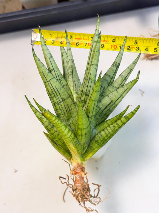 Sansevieria Himalayan (ca1) (13) | Imported Plants