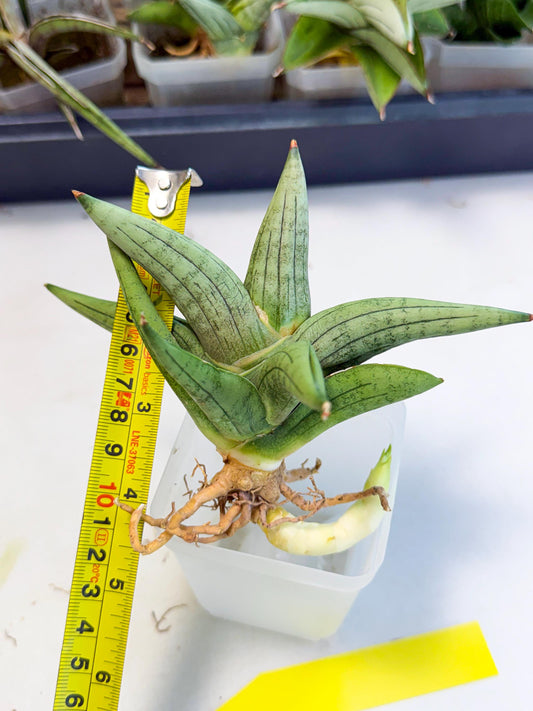 Sansevieria Supper Chubby (ca2) (y) | Rare House Plant
