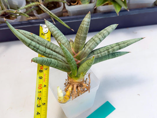Sansevieria NangFon (ca2) (g) | Imported Sansevieria