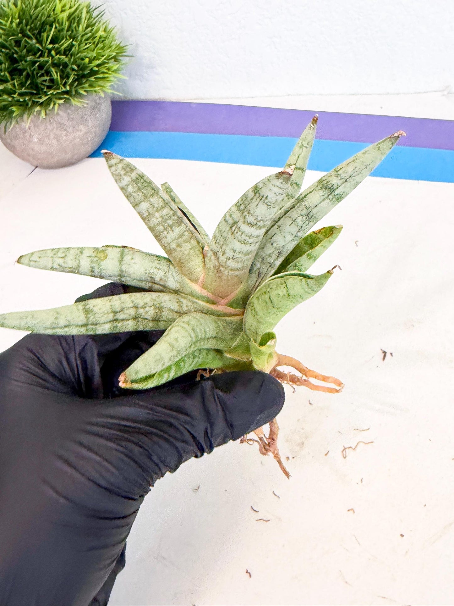 Sansevieria NangFon (ca2) (o) | Imported Sansevieria