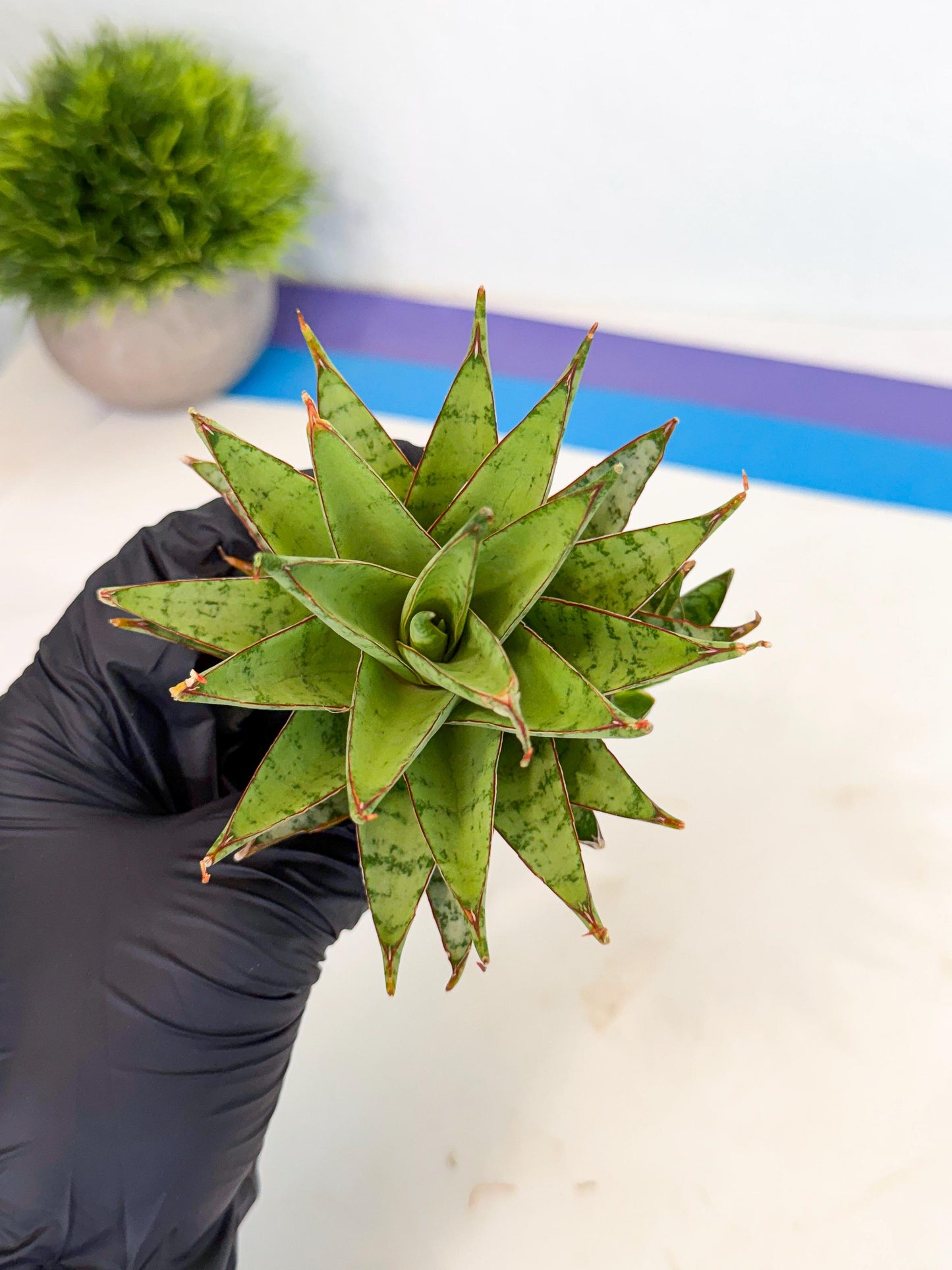 Sansevieria Dararai (Ca2) (3) | Imported Sansevieria