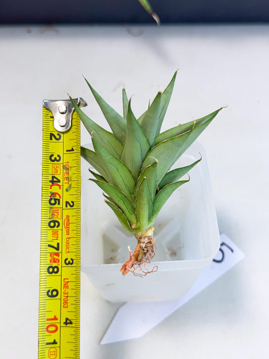 Sansevieria Helen (ca2) (5) | Rare Plant