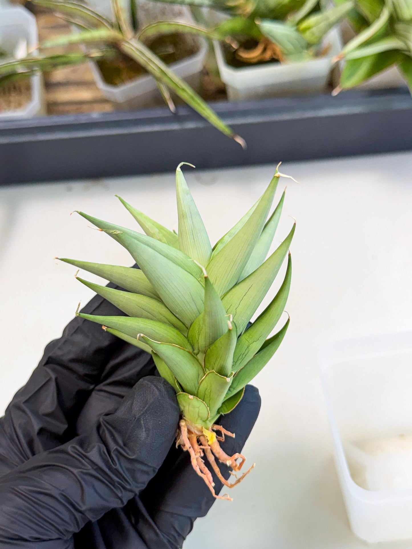 Sansevieria Helen (ca2) (4) | Rare Plant