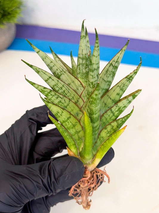 Sansevieria Peridot (ca2) (6) | Imported Sansevieria