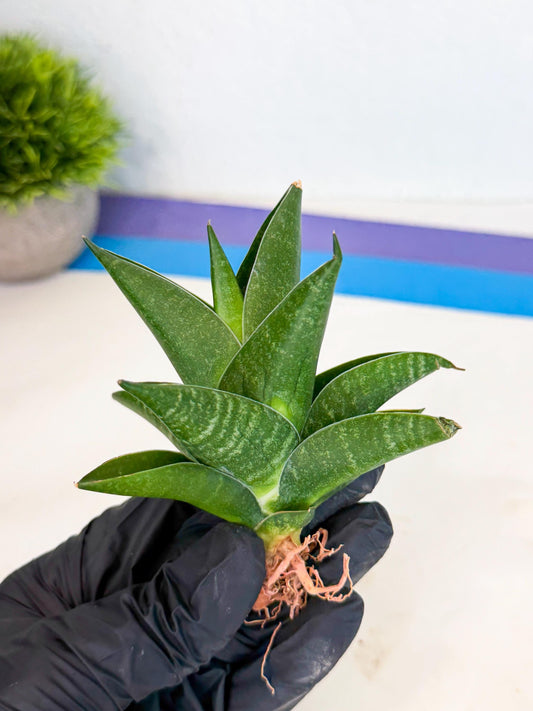 Sansevieria Black Swan Uny (ca2) (7) | Imported Sansevieria