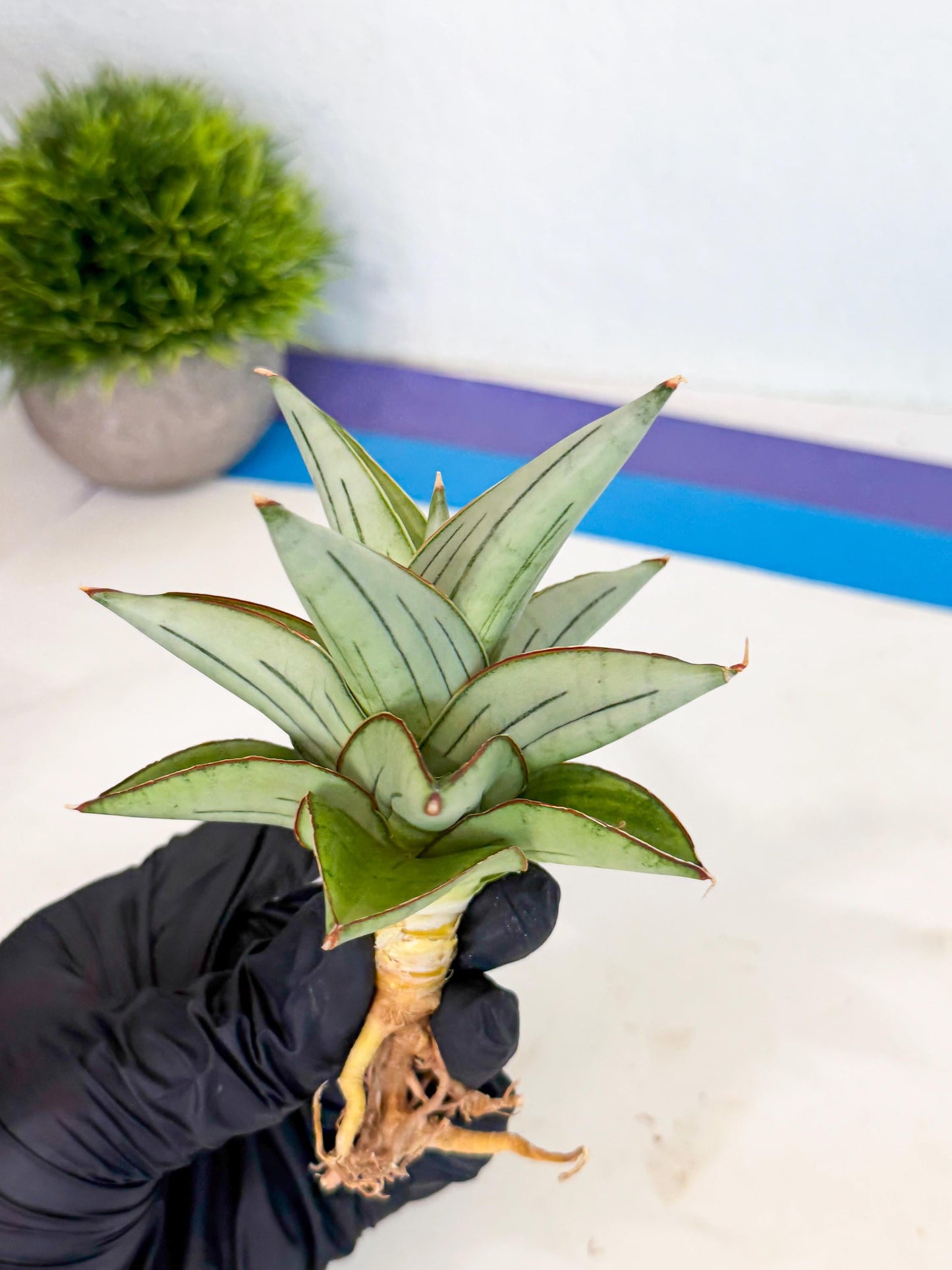 Sansevieria Ice Thorn (ca2) (9) | Rare Import