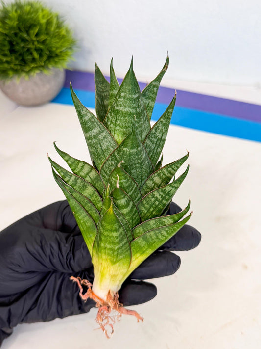 Sansevieria Dragon Scale (ca3) (o) | Rare Imported