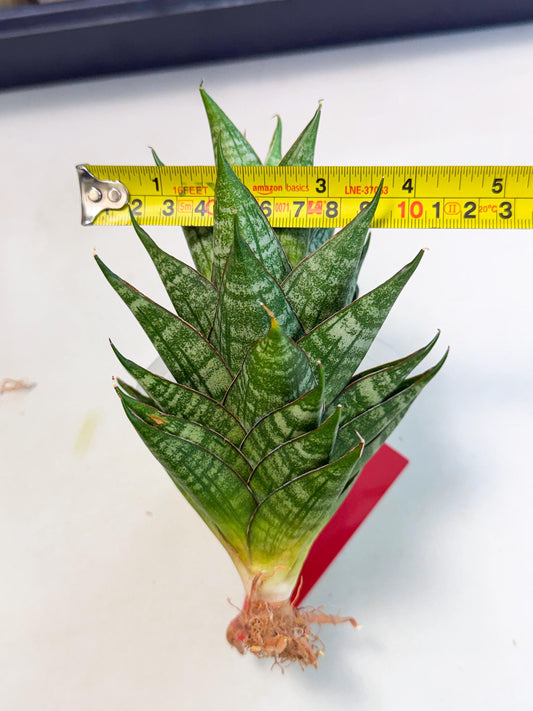 Sansevieria Dragon Scale (ca3) (r) | Rare Imported