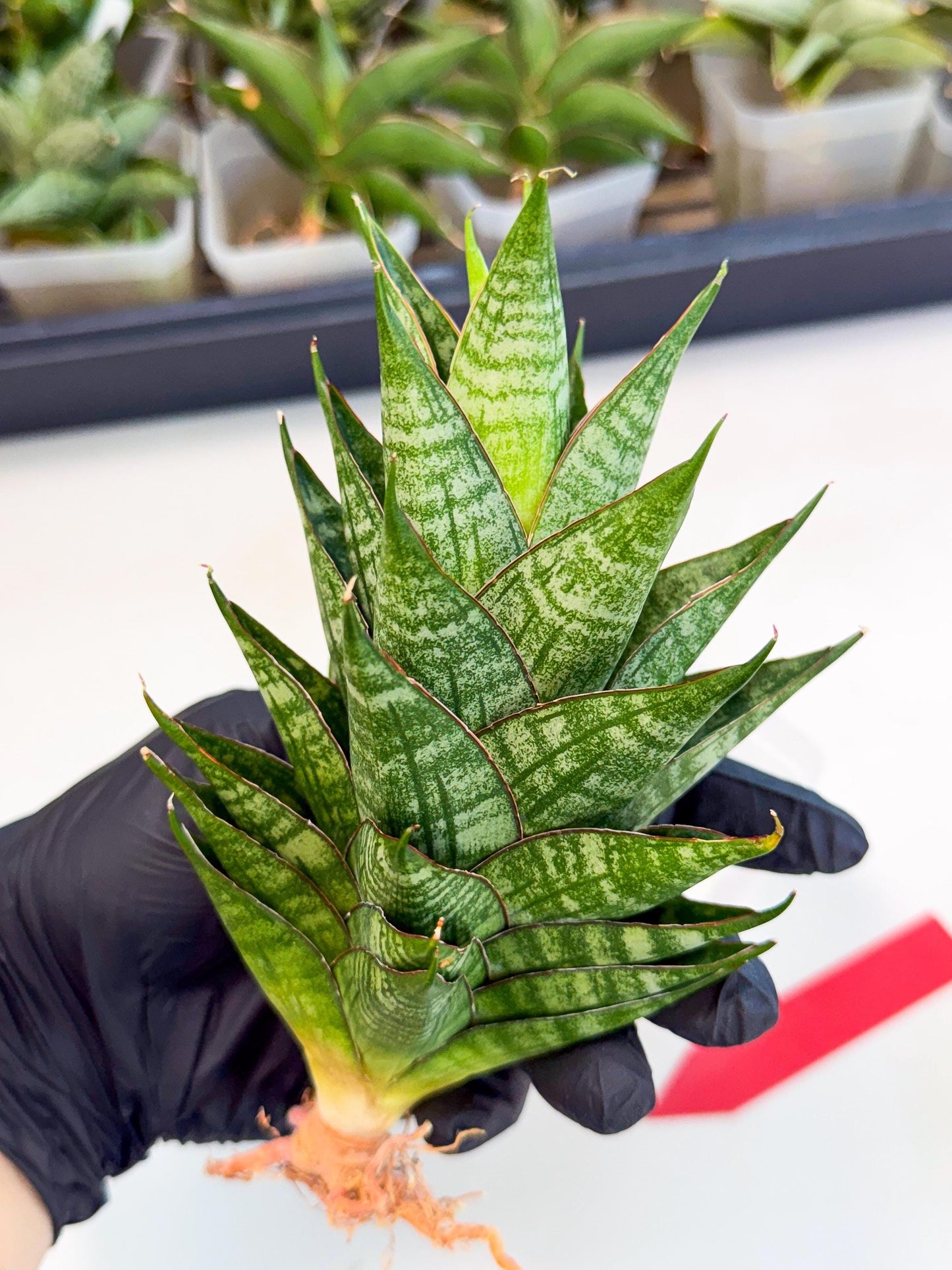 Sansevieria Dragon Scale (ca3) (r) | Rare Imported