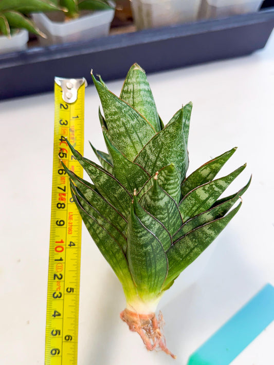 Sansevieria Dragon Scale (ca3) (g) | Rare Imported