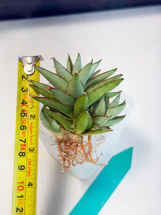 Sansevieria Baby Yoda (ca5) (g) | Dwarf hybrid